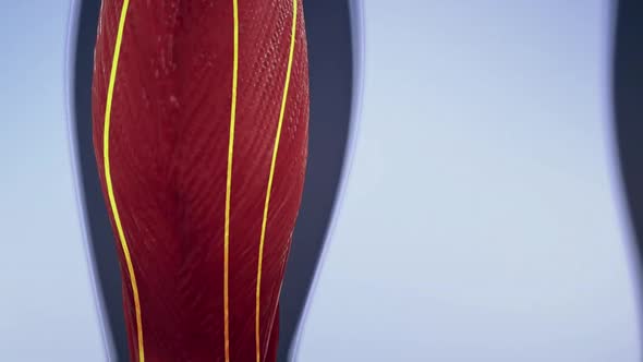 Neurons are the fundamental units of the brain and nervous system alt