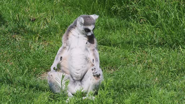 Lemur catta on the grass. Ring-tailed Lemur.