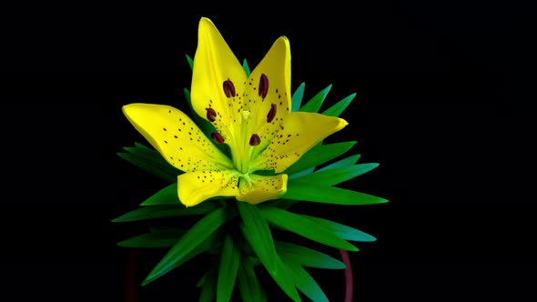 Timelapse Blooming of a Lily Flower