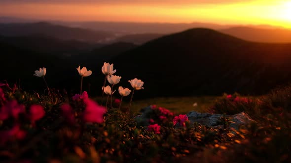 Amazing Landscape with Magic White Flowers