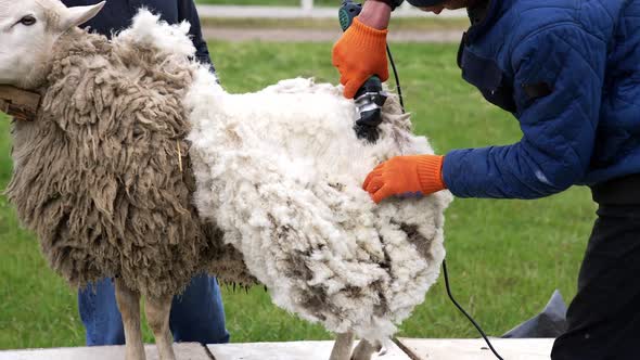 Sheep shearing on farm for production of wool alt