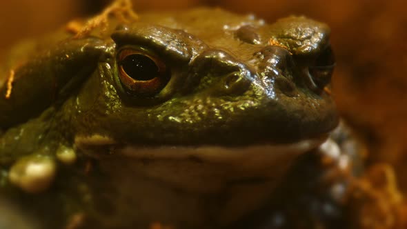 Frog Looks at Camera.