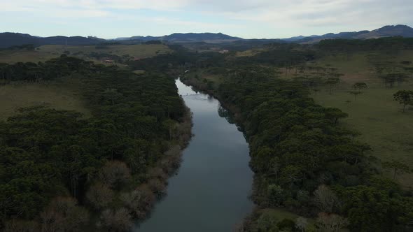 Southern Brazil Countryside With River and Parana Pine Trees