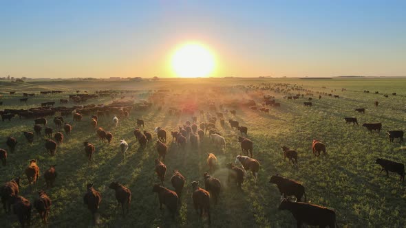 Angus cattle herding over lush fields of the Pampas, Argentina alt