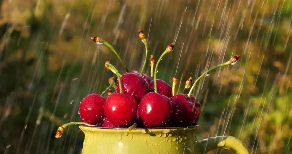Berries of Ripe Cherries in a Mug in Drops of Water in the Garden alt