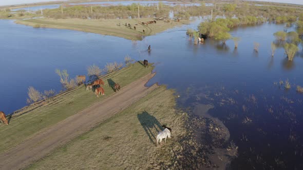 The Horse Herd Graze Along the Shore of the Lake. Wild Horses in Nature