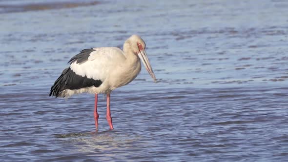 Close view of maguari stork standing in shallow water turning its head alt