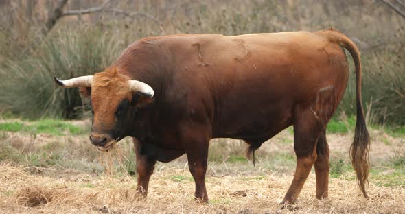 Spanish fighting bulls in the fields, Camargue, France alt