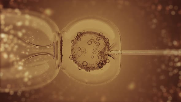 IVF In Vitro Fertilisation through a Microscope on Gold