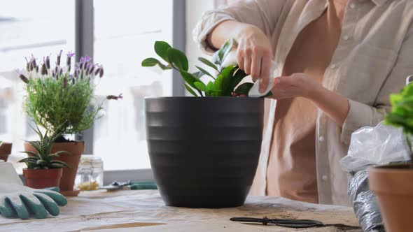 Woman Cleaning Flower's Leaves with Tissue at Home alt