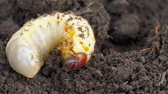 May Bug Larva in Soil alt