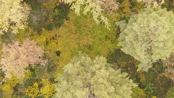 Vertical Video of Forest Landscape in Autumn Slow Motion alt