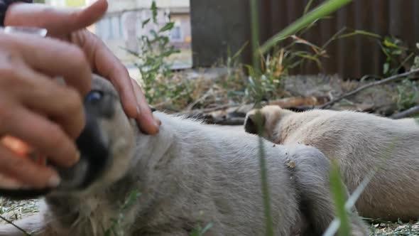 a Woman Volunteer Treats Wounds on Homeless Animals with Medicine Pouring Water From a Bottle on Her alt