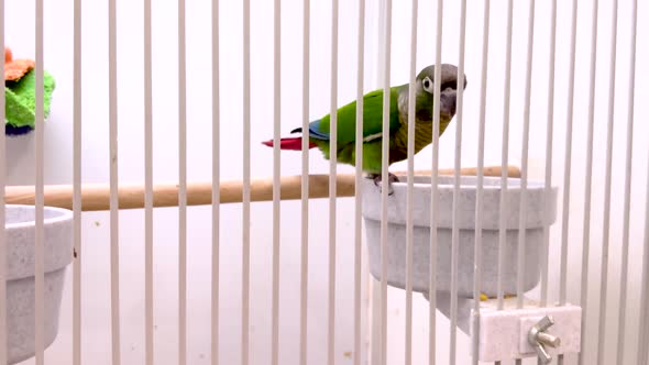 Caged tropical parrot  looks at the camera and throws a seed from its beak. 4K. alt