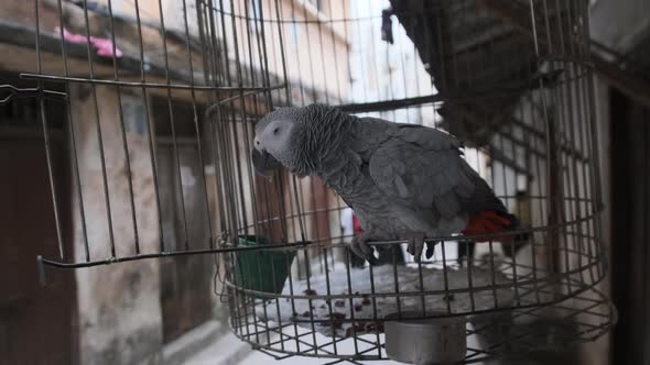 African Gray Parrot in a Cage on a Dirty Street in Stone Town Zanzibar Africa alt