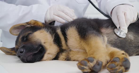 Vet Doctor Using Stethoscope for Checking Heartbeat of Puppy alt