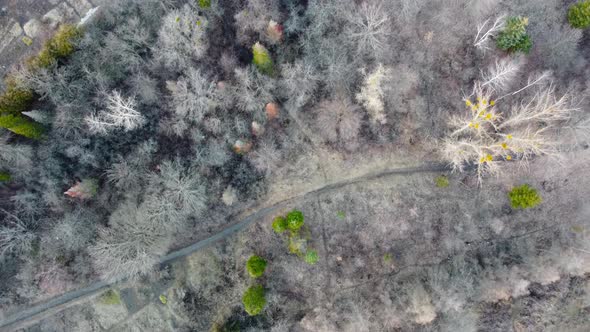 Spring bare trees, botanic look down aerial view