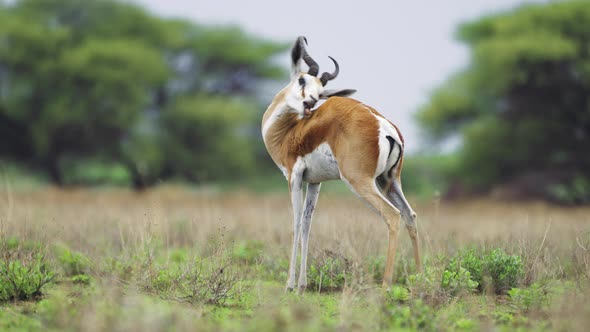 Springbok Antelope Grooming Itself In Central Kalahari Game Reserve, Botswana - wide shot alt