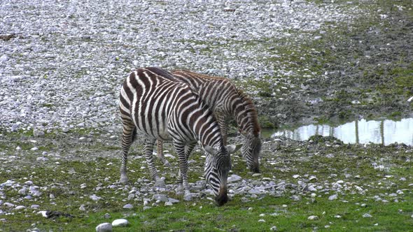 Zebras alt