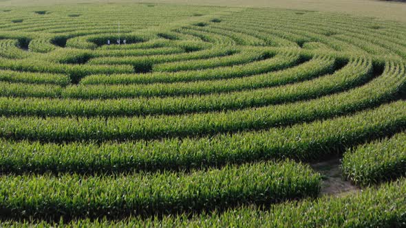 Corn Field Labyrinth Aerial