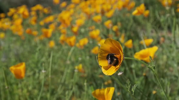 Bumble bee feeding on and pollenating yellow California poppy flower slow motion alt
