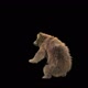 188 Bear Standing Jump HD - VideoHive Item for Sale