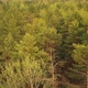 Aerial Elevated Flight Above Spring Green Mixed Forest In Landscape In Springtime - VideoHive Item for Sale