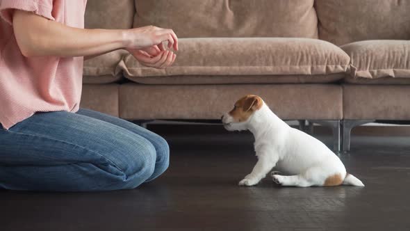 Owner Trains a Small Puppy at Home alt