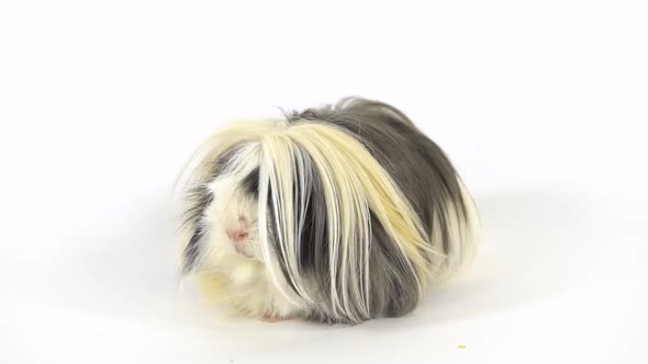 Fluffy Sheltie Guinea Pig at White Background in Studio. Slow Motion. alt