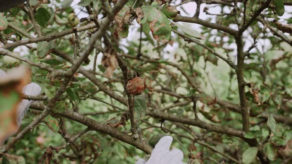 Closeup Hands in Gloves Remove Rotten Apple From Sick Apple Tree alt