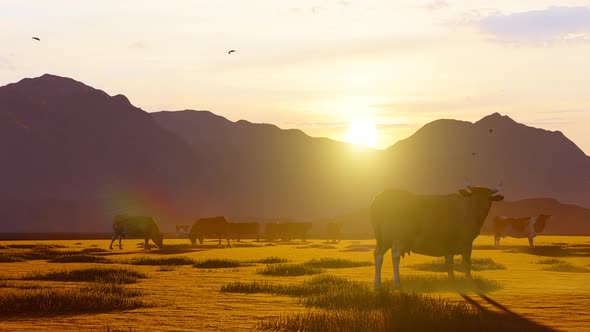 Herd of Cattle Grazing in Foggy Mountain Area at Sunset