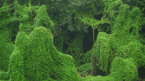 Ivy Covered Real Jungle Trees and Natural Dense Vegetation in Tropical Rain Forest