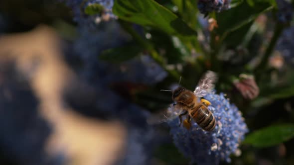 980010   Honey Bee, apis mellifera  alt