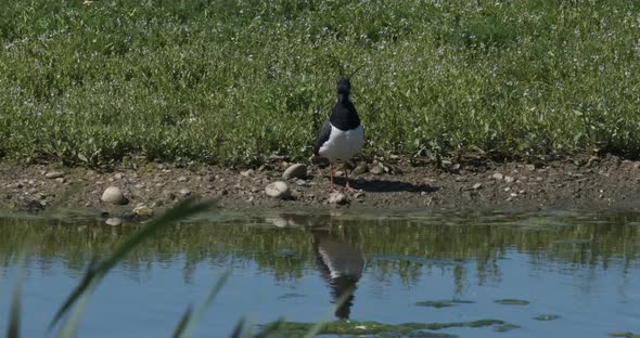 Lapwing, Peewit Bird Reflected In Water