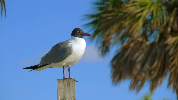 Close Up Shot of Seagull Resting on a Harbour Pole