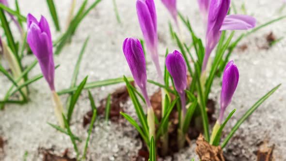 Crocus Flowers Blooming Snow Melting Fast in Early Spring Growth alt