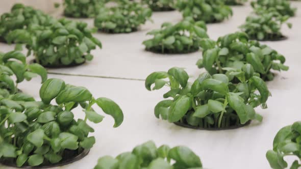 Growing basill and herbs in hydroponic system, seed pods made of rock wool alt