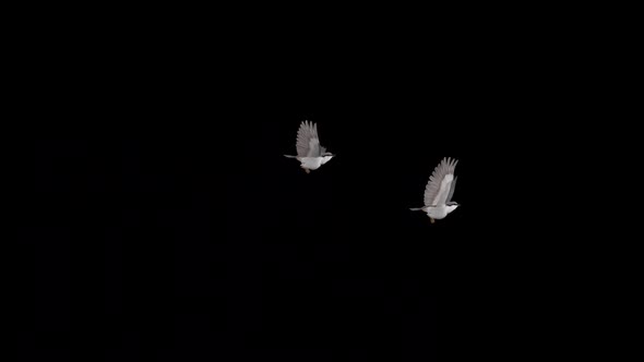 Forest Nuthatch - 2 Flying Birds - Transparent Transition