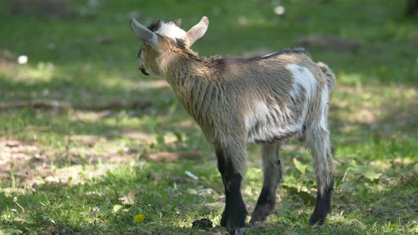 Sweet young goat grazing on green meadow in wilderness during sunlight,close up alt