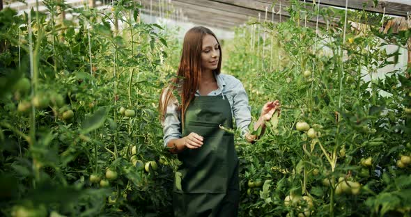 Woman Checking Tomatoes in Greenhouse