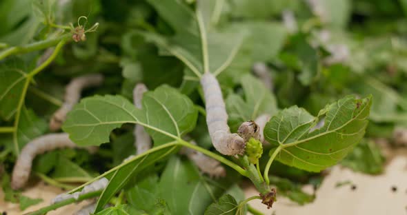 Close up silkworms on green leaf alt