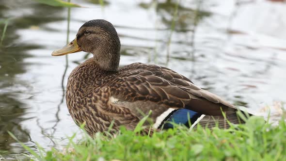 Wild duck on the lake in summer