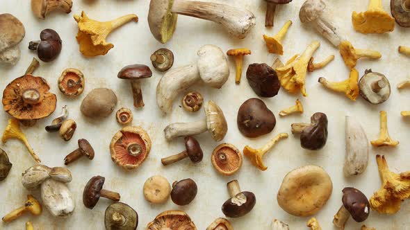 Autumn Fall Composition. Various Kinds of Forest Raw Mushrooms on Rustic Table alt