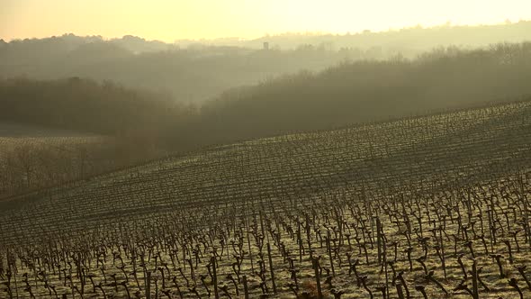 Bordeaux landscape vineyard in winter under the frost and fog, High quality 4k footage