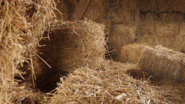 Wheat hay in curing process 4K 2160p 30fps UltraHD tilting footage - Close-up of stacked bales in th