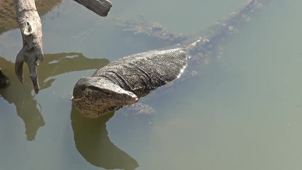Varan Swimming in a River Thailand alt