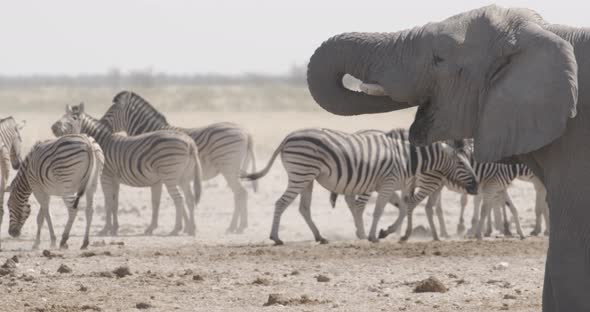 Elephant Quenching Thirst