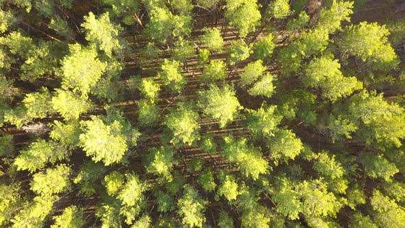 Green pine and birch forest from above