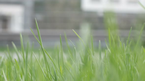 Car Traffic And Plants alt