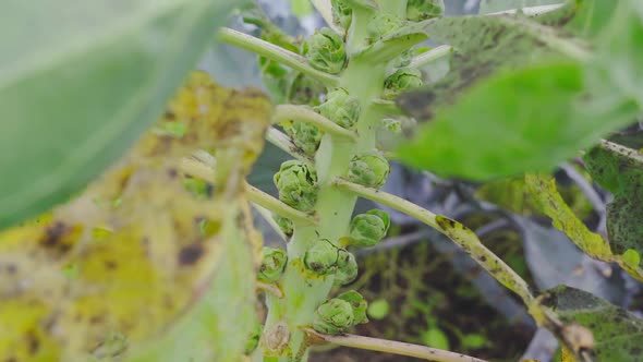 Brussels Sprouts Ripen on a Stem and Sway in the Wind alt
